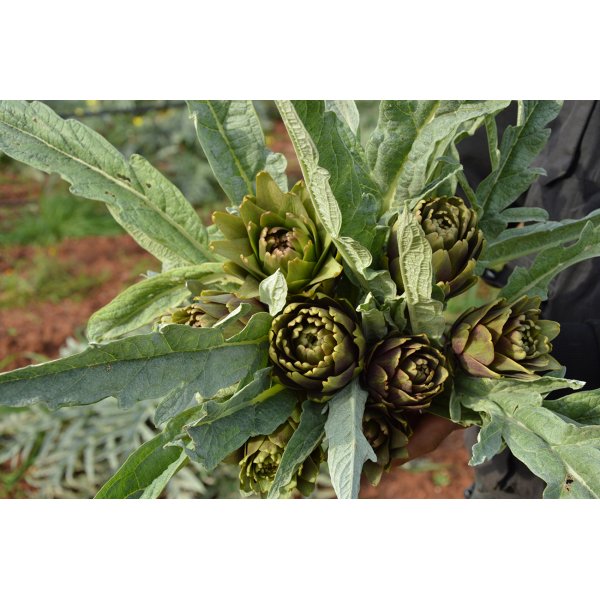 Pietrasanta - Carciofo della Terra dei Messapi al naturale