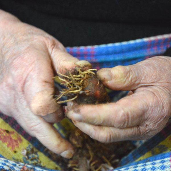 Pietrasanta - Lampascioni sott'olio
